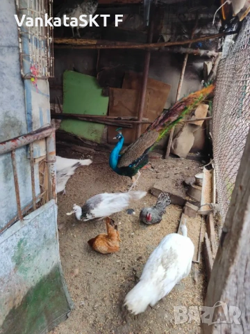 Двойки пауни, снимка 5 - други­ - 53351599