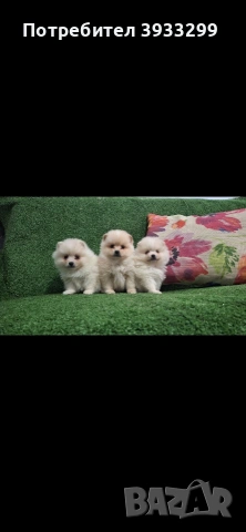 Померан мини померанчета, снимка 3 - Померан - 54108961