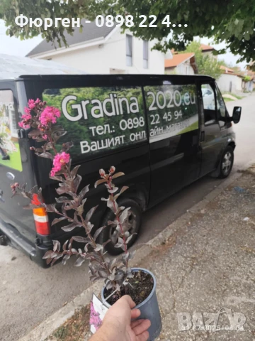 Индийски люляк Lagerstroemia indica Black Diamond Crimson red, снимка 6 - Разсади - 51236511