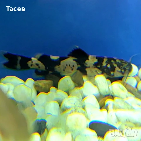 Сом сиамска косатка 6-7см