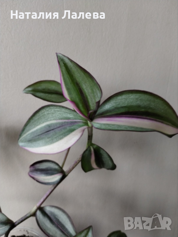 Традесканция, tradescantia Quadricolor, снимка 1