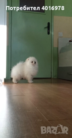 Померани Момчета с Родословие , снимка 6 - Померан - 52748219