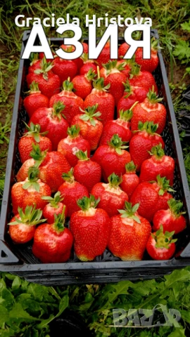 Продавам разсад ягоди , снимка 9 - Разсади - 54074310