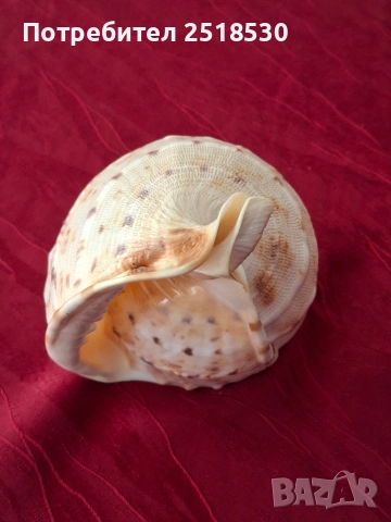 Голяма раковина , снимка 6 - Други - 52800434