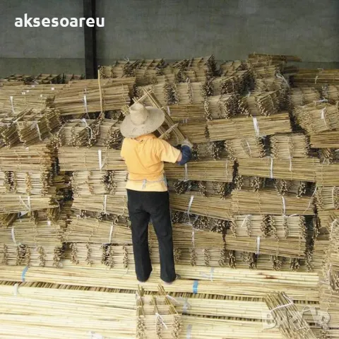 Качествени семена от бамбук Moso Bambo бързо растящи растения за дома бамбуков разсад за украса , снимка 5 - Сортови семена и луковици - 48994928