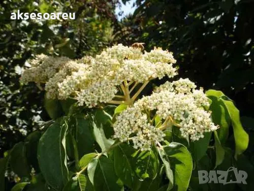 Продавам 400 висококачествени семена от медоносното дърво на пчеларя Еводия Даниели и разсад дръвчет, снимка 5 - Сортови семена и луковици - 49061583