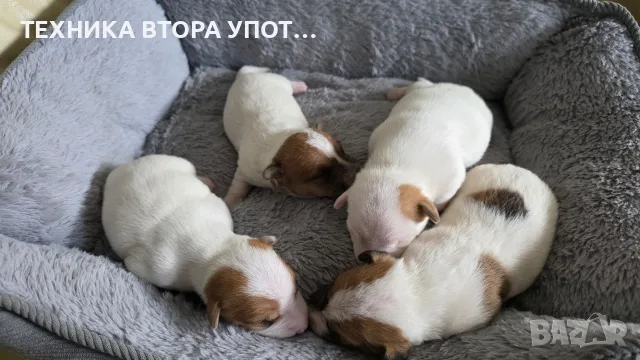 джак ръсел териер, снимка 4 - Джак ръсел териер - 56245930