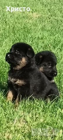 Малки немски овчарки, снимка 6 - Немска овчарка - 52557703