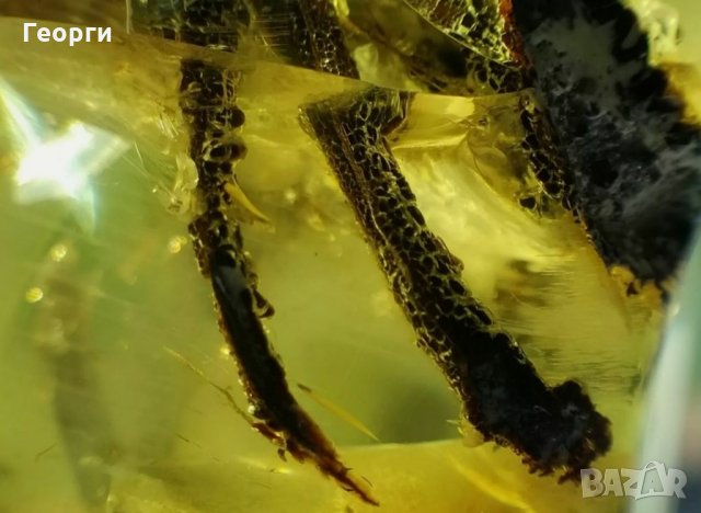 Уникално парче Балтийски кехлибар с отлично съхранени фосили, снимка 3 - Други ценни предмети - 34014656