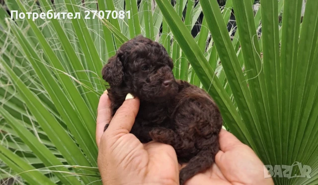 Шоколадови Пудели, снимка 3 - Пудели - 51360640