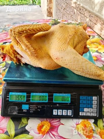 Домашно отгледани кокошки и петли