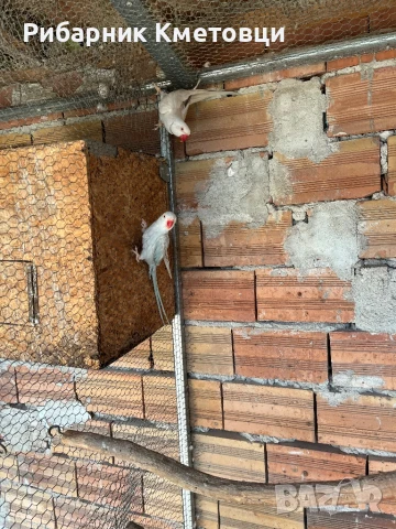 Малък Александър - двойки, снимка 4 - Папагали - 51115507