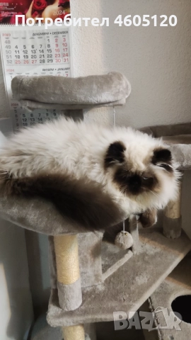 Мъжки персийски колорпойнт, снимка 5 - Персийска - 51839747