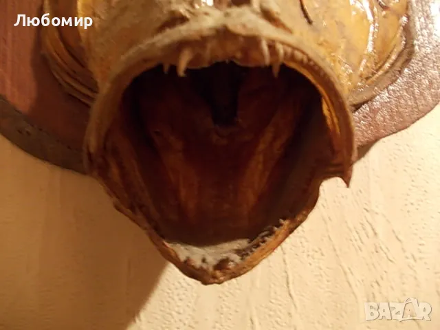 Стар риболовен трофей, снимка 3 - Антикварни и старинни предмети - 49878442