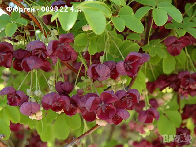 Акебия, Шоколадова лоза / Akebia quinata