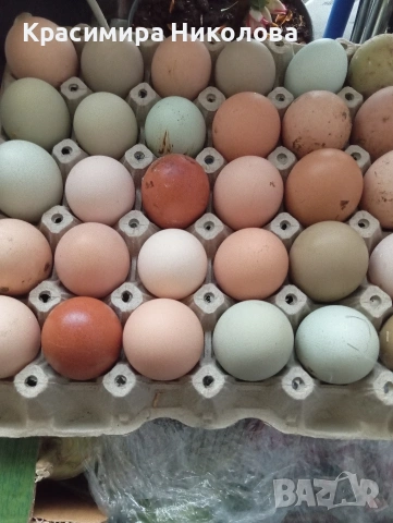 Домашни яйца, снимка 3 - Кокошки и пуйки - 54299138