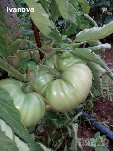 Предлагам разсад стари български сортове домати, снимка 4 - Сортови семена и луковици - 24154757
