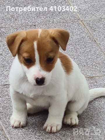 Джак Ръсел териер , снимка 4 - Джак ръсел териер - 52315798