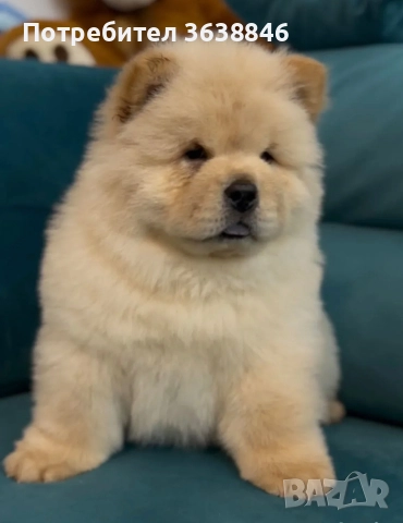 Чау чау, снимка 2 - Чау Чау - 52967781