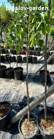 🪴Плачеща черница , снимка 2 - Градински цветя и растения - 51306032