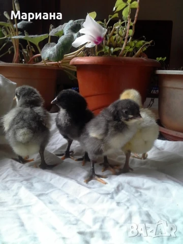 Оплодени яйца от синьо и бяло брезе!, снимка 5 - Кокошки и пуйки - 48016144