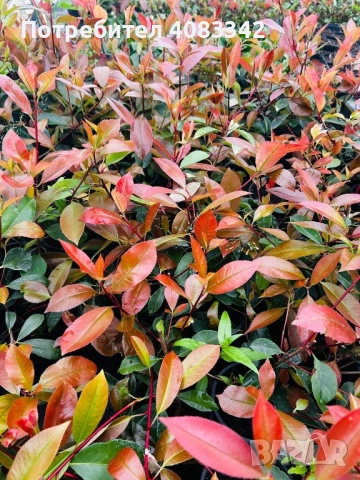 Фотиния Ред Робин, снимка 6 - Градински цветя и растения - 54221354