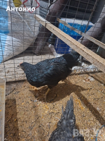 ярки за яйца и месо, снимка 1 - Кокошки и пуйки - 52982105
