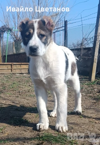 Алабай, снимка 2 - Алабай - 53941668