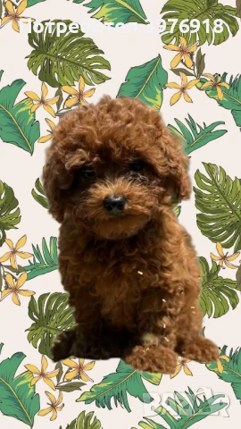 предлагам пудели, снимка 1