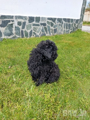 Той пудел момиче, снимка 5 - Пудели - 54158785