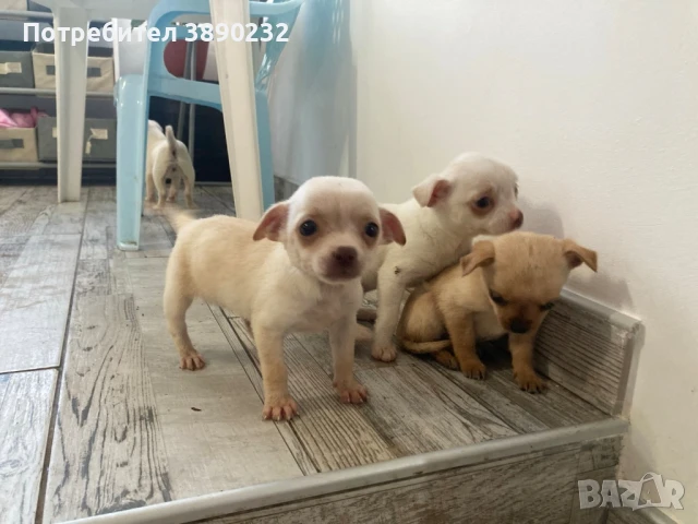 чихуахуа , снимка 4 - Чихуахуа - 50704214