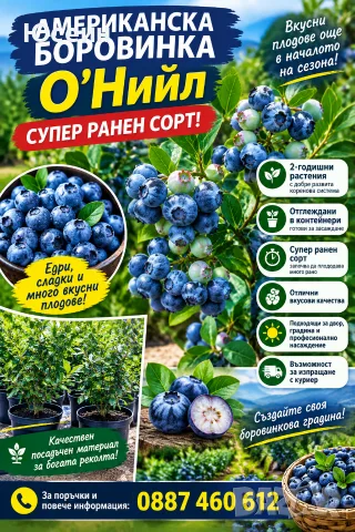 Американска боровинка