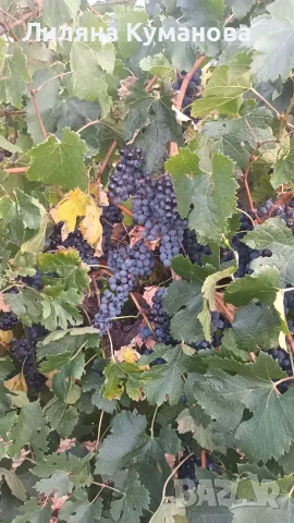 Продавам мерло, ракацители, памид