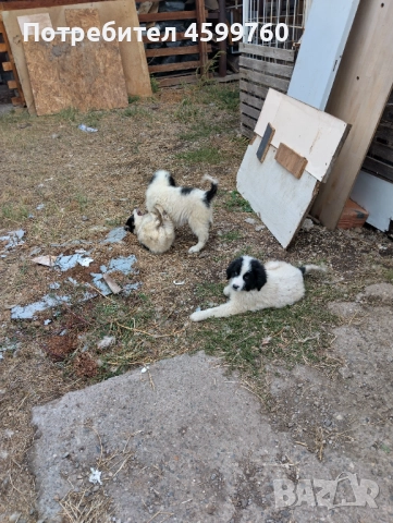 Българско овчарско куче - 2 бр. женски, снимка 3 - Каракачанска овчарка - 51979059