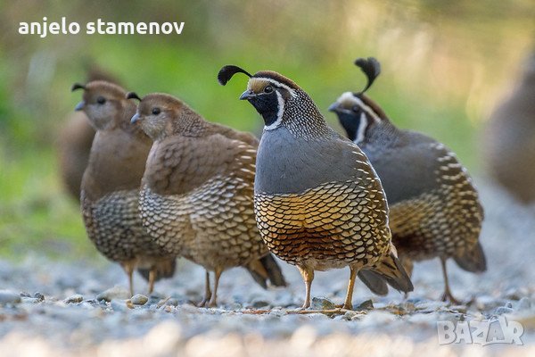 Калифорнийски пъдпъдъци, снимка 5 - други­ - 38266942