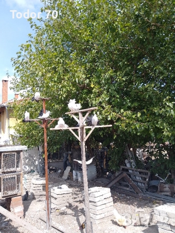 гълъби, снимка 2 - Гълъби - 52111546