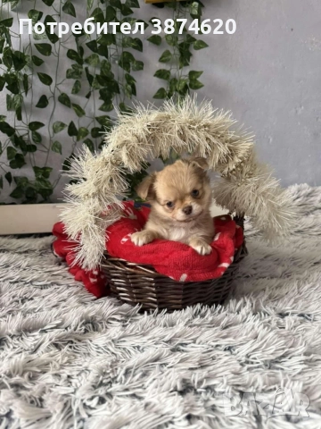 чихуахуа момченца, снимка 5 - Чихуахуа - 52675936