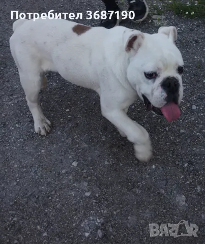 Английски булдог, снимка 1