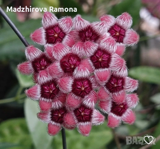 Hoya Хоя Sulawesiana albomarginata 