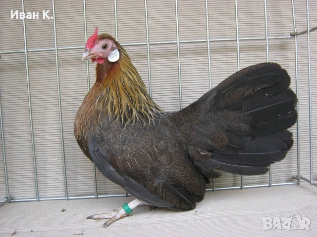 Продавам златен Розкомб., снимка 12 - Кокошки и пуйки - 44995697