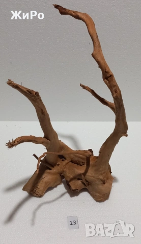 Корен от Азалия /декорация/ 13