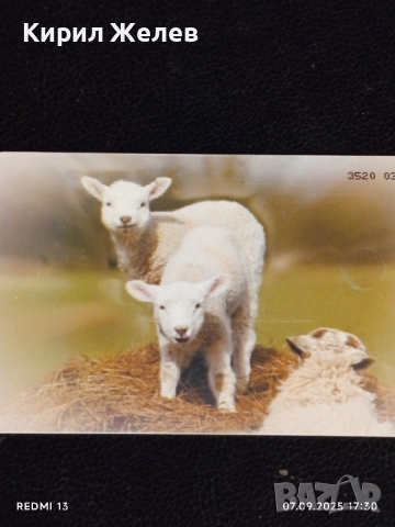 Три фонокарти тема ЖИВОТНИ ЧЕРЕН ЛЕШОЯД,КАФЯВА МЕЧКА за КОЛЕКЦИЯ 12011, снимка 7 - Колекции - 51634380