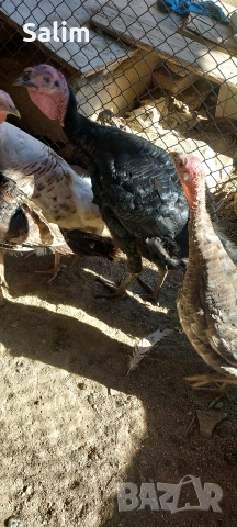 продавам домашни пуйки, снимка 3 - Кокошки и пуйки - 52961451