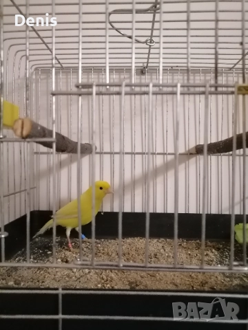 Канарчета Малиноа 