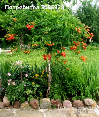 Текома /Tecoma radicans/, Тромпетна лоза, Кампсис, снимка 2 - Градински цветя и растения - 37189932