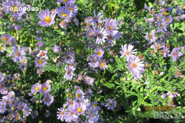  астра еригерон-градинска, снимка 2 - Градински цветя и растения - 38595942