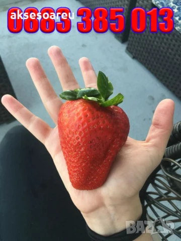 100 бр. ягодови семена от гигантска ягода градинско плодово растение сладки и вкусни червени ягоди, снимка 13 - Сортови семена и луковици - 50619114