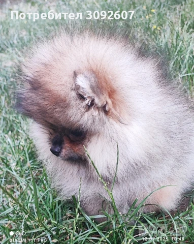 Померанче женско, снимка 5 - Померан - 51003903