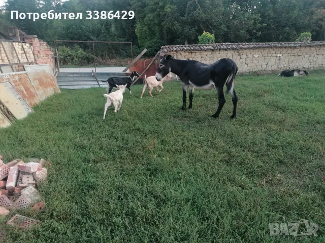 Кози с ярета и пръчове , снимка 2 - Кози - 56037005