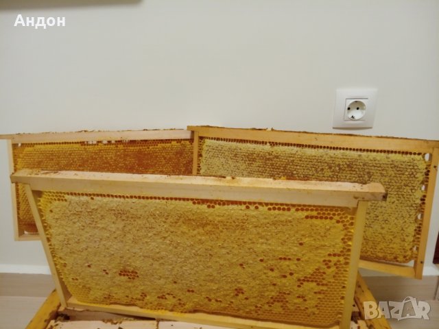 пчелен мед в пита, снимка 3 - Пчелни продукти - 29579033